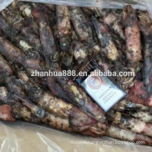 frozen seafood high quality black squid hainan loligo for bait Chinese supplier